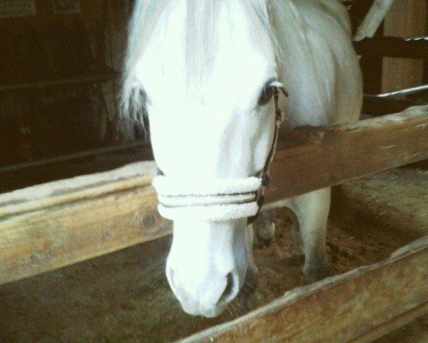 Pferd Smash (Connemara-Pony, 2008, von Diamond Shamrock)