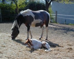 Zuchtstute Clementine (Pinto/Pony, 2005, von Unbekannt)