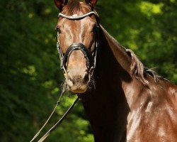 dressage horse Lissabon 50 (Hanoverian, 2007, from Lauries As)