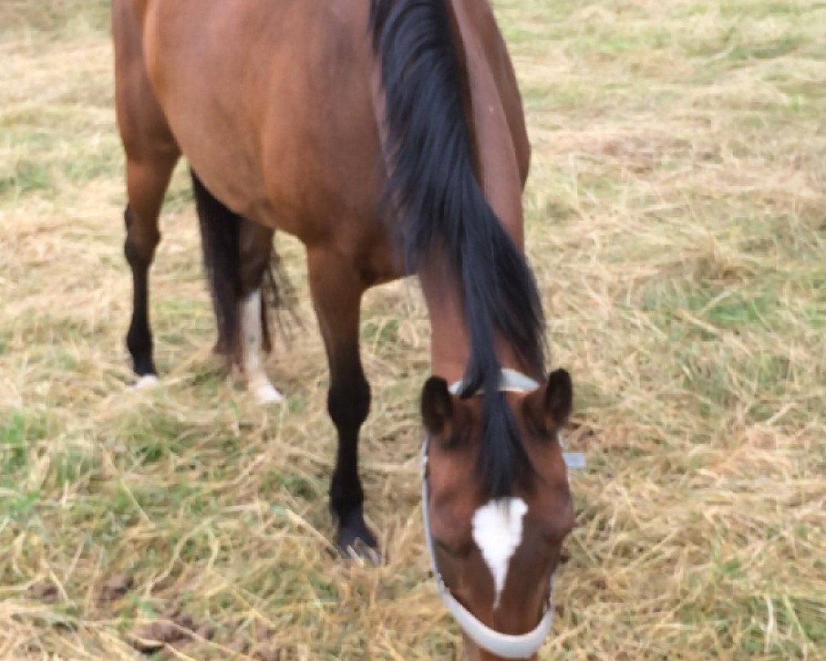 broodmare Venezia (German Riding Pony, 1994, from Valido)