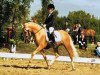 Dressurpferd Honey de Luxe (Deutsches Reitpony, 2012, von Highway N)