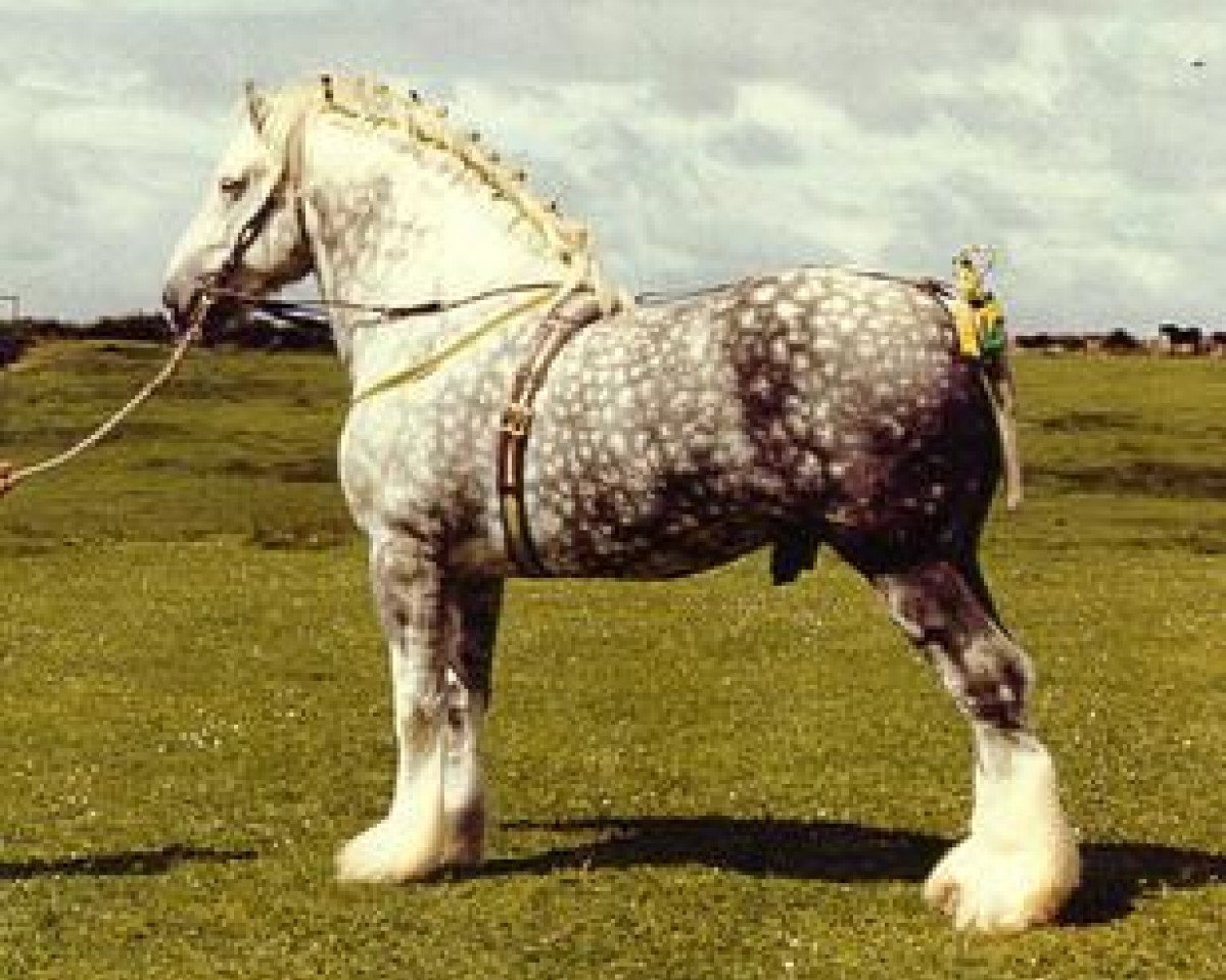 stallion Rhyd-Y-Groes Premier King (Shire, 1976, from Alneland Masterpiece)
