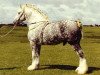 stallion Rhyd-Y-Groes Premier King (Shire, 1976, from Alneland Masterpiece)