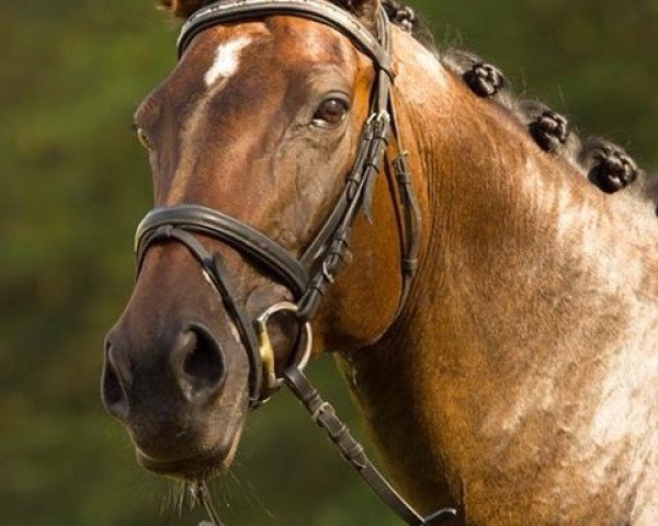 horse Georgia de Waidhof (German Warmblood, 2003, from Great Lakes xx)