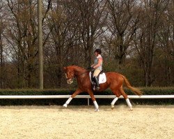 broodmare Merengue (Trakehner, 2008, from Donaugold 2)