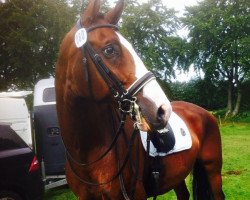 dressage horse Carnevall 5 (Rhinelander, 2003, from Calambo)