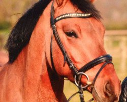 dressage horse Da Capo W (German Riding Pony, 2009, from FS Don't Worry)