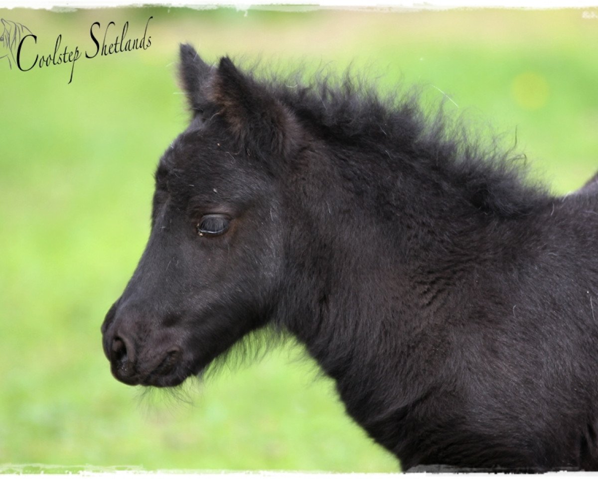 dressage horse Coolstep Shirley Sue (Shetland Pony, 2015, from Bonito)