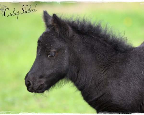 Dressurpferd Coolstep Shirley Sue (Shetland Pony, 2015, von Bonito)