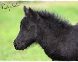 dressage horse Coolstep Shirley Sue (Shetland Pony, 2015, from Bonito)