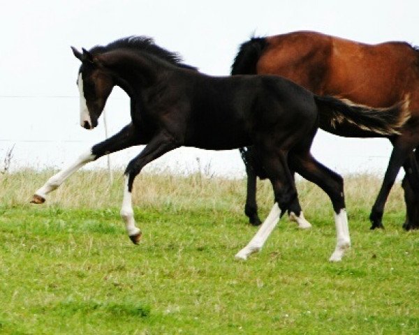 dressage horse Socke (Hanoverian, 2014, from Scuderia)