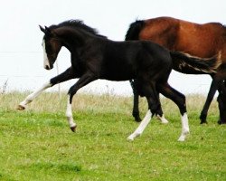 horse Socke (Hannoveraner, 2014, from Scuderia)