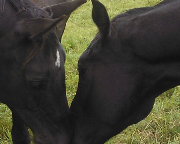 jumper Rebel SJ (Hanoverian, 2009, from Royal Blend)