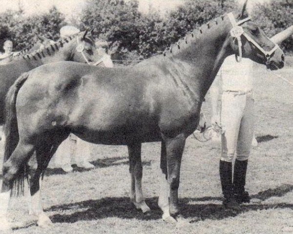 broodmare Kantje's Monic (New Forest Pony,  , from Kantje's Sjonny)