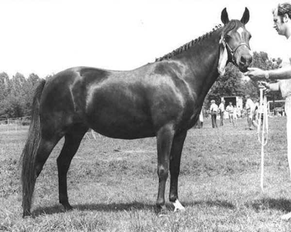 broodmare Floreth's Malice (New Forest Pony,  , from Golden Wonder)