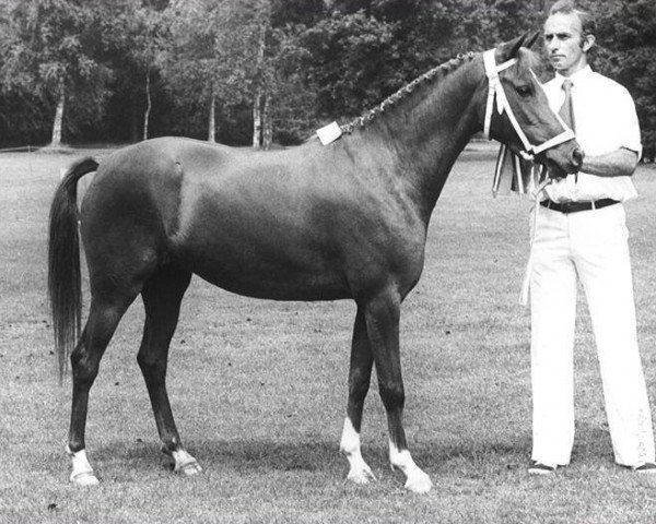 broodmare Molenhoek's Pascale (New Forest Pony, 1975, from Kantje's Sjonny)