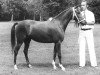 broodmare Molenhoek's Pascale (New Forest Pony, 1975, from Kantje's Sjonny)