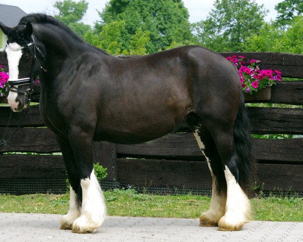 broodmare ROLLY (Tinker / Irish Cob / Gypsy Vanner, 2010)