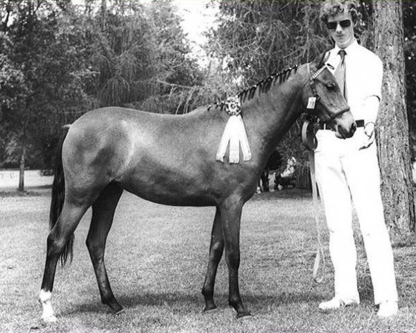 Zuchtstute Cillaarshoek's Mini (New-Forest-Pony, 1977, von Forester Top Secret)