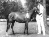 broodmare Cillaarshoek's Mini (New Forest Pony, 1977, from Forester Top Secret)