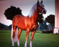 dressage horse Weltmeister-F (Haflinger, 2002, from Waldess)