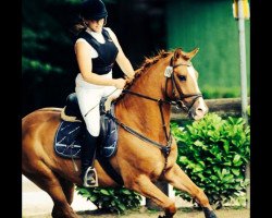 jumper Playboy (German Riding Pony, 2008, from Danny Gold)