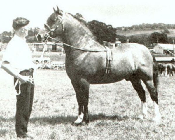 stallion Rhystyd Prince (Welsh-Cob (Sek. D), 1960, from Brenin Gwalia)