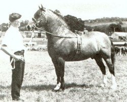 Deckhengst Rhystyd Prince (Welsh-Cob (Sek. D), 1960, von Brenin Gwalia)