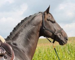 jumper Zsukov (Hungarian Warmblood, 2003, from Alcatraz)