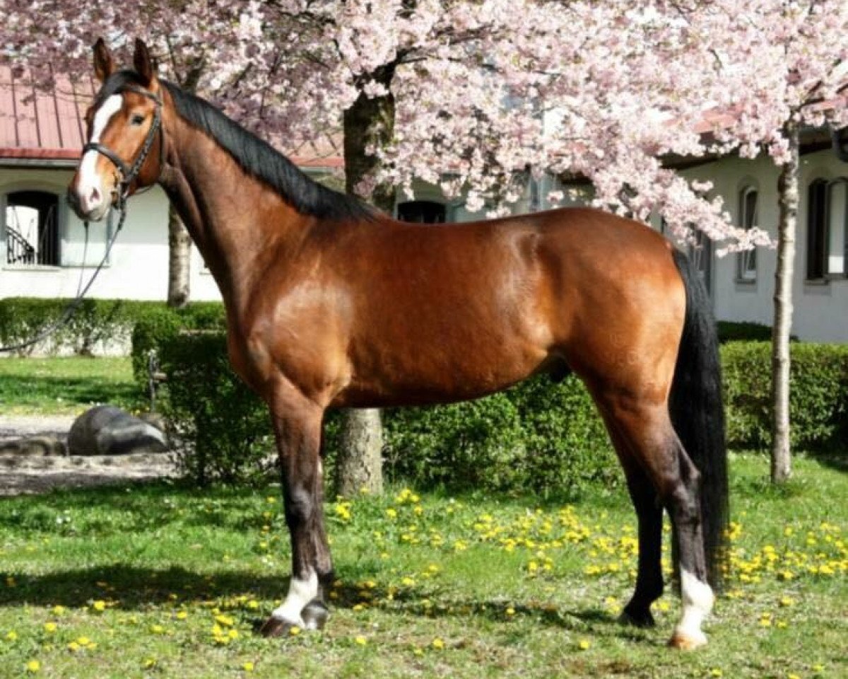 Springpferd Amasino (Bayer, 2009, von Amantus)
