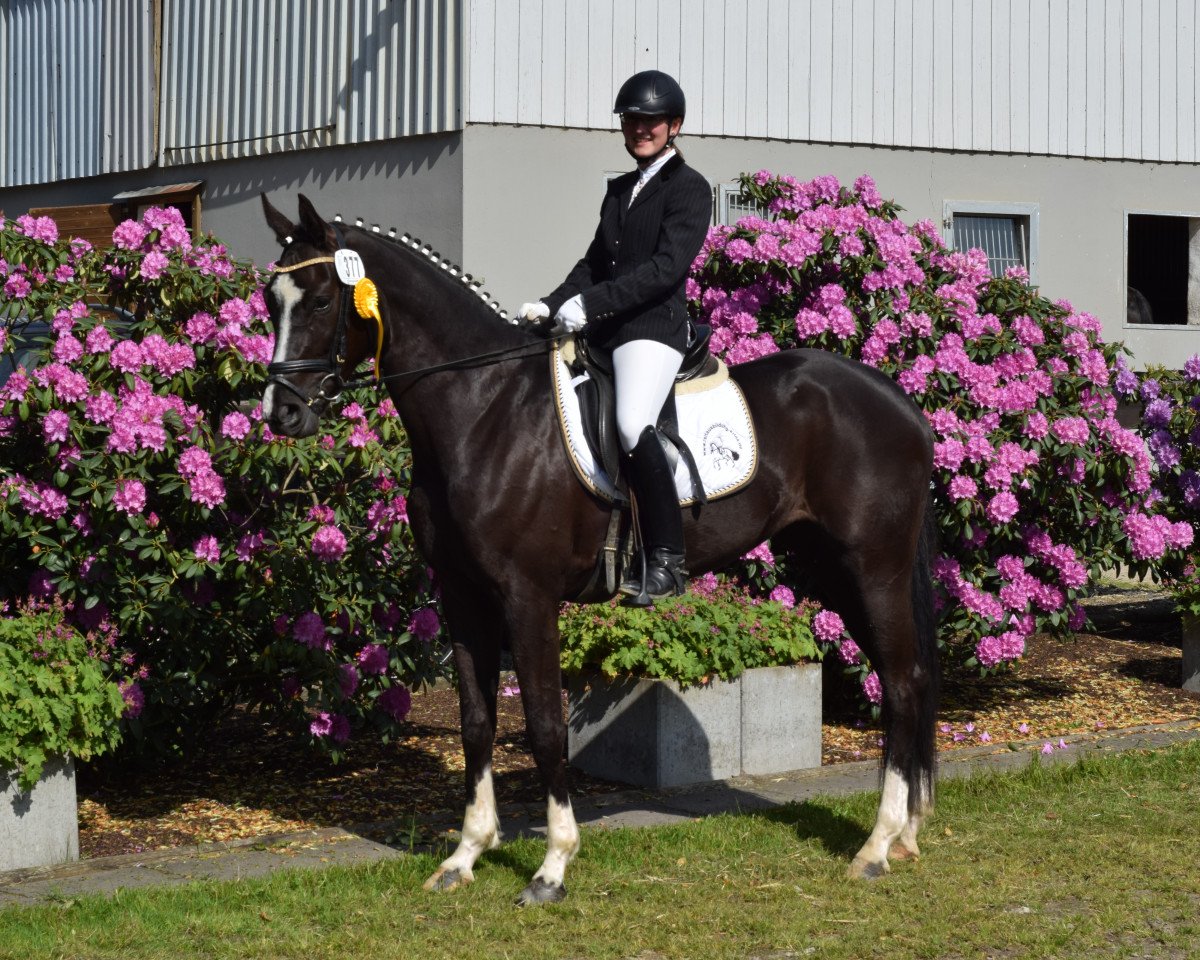 Dressurpferd Fleur Delacour 13 (Westfale, 2011, von Feedback 16)