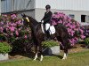 dressage horse Fleur Delacour 13 (Westphalian, 2011, from Feedback 16)