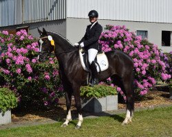 dressage horse Fleur Delacour 13 (Westphalian, 2011, from Feedback 16)