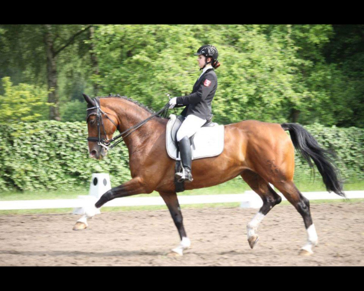 broodmare Fairytale J.S. (Hanoverian, 2008, from For Compliment)