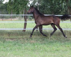 horse Othello van Moretus (Belgisches Warmblut, 2014, from Indoctro)