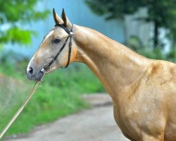 Pferd Galun (Achal Tekkiner, 2017, von Yulduzbek)