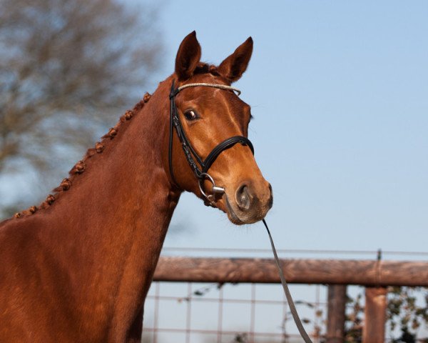 Dressurpferd Hidante van de Crum (KWPN (Niederländisches Warmblut), 2012, von Florencio I)