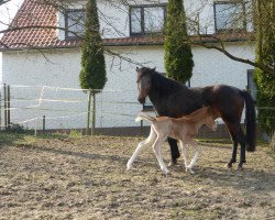 broodmare Luna Magic Light (KWPN (Royal Dutch Sporthorse), 2011, from Nightflight)