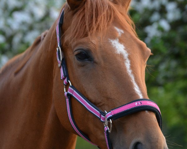 horse Goldfee (Hanoverian, 2003, from Grand Cru)