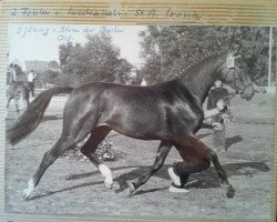 broodmare Irona (Oldenburg, 1977, from Inschallah AA)