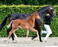 dressage horse For Sunlight (Hanoverian, 2015, from For Romance I)