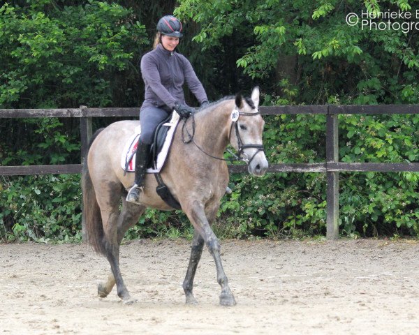 broodmare Carla Levista (Westphalian, 2012, from Levisonn 208 FIN)