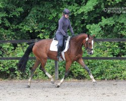 broodmare Lyjanet (Westphalian, 2012, from Lyjanero)