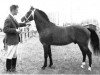 Deckhengst Hillfield Blue Peter (New-Forest-Pony, 1961, von Mudeford Pete)