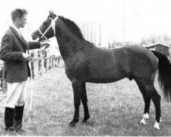 stallion Hillfield Blue Peter (New Forest Pony, 1961, from Mudeford Pete)