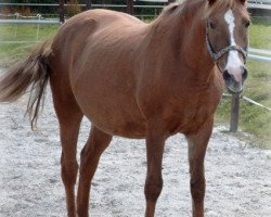 broodmare Sharon (New Forest Pony, 1981, from Prins)