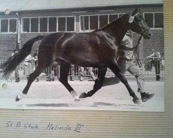 broodmare Melinda III (Oldenburg, 1972, from Futuro)