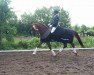 dressage horse Winesance (Hanoverian, 2008, from Wolkentanz I)