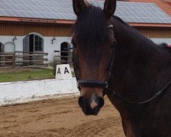 dressage horse Leon 300 (New-Forest-Pony, 1998, from Lightning Oak)