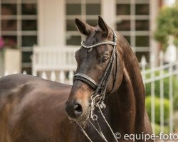 dressage horse Wellington 289 (German Sport Horse, 2005, from Wontorra)